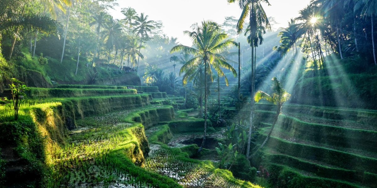 taxidi-sto-bali-tegelalang-rice-terraces Ορυζώνες Tegelalang, εικόνα από το Ταξίδι στο Μπαλί